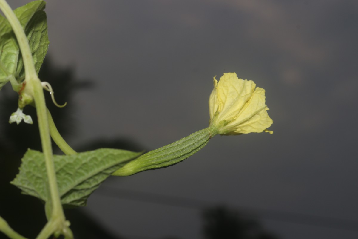 Luffa acutangula (L.) Roxb.