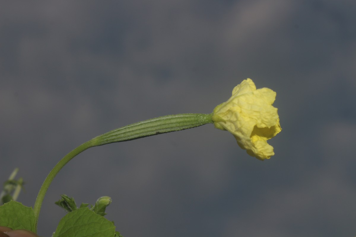 Luffa acutangula (L.) Roxb.