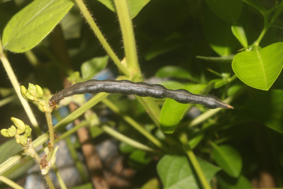 Vigna radiata (L.) R.Wilczek