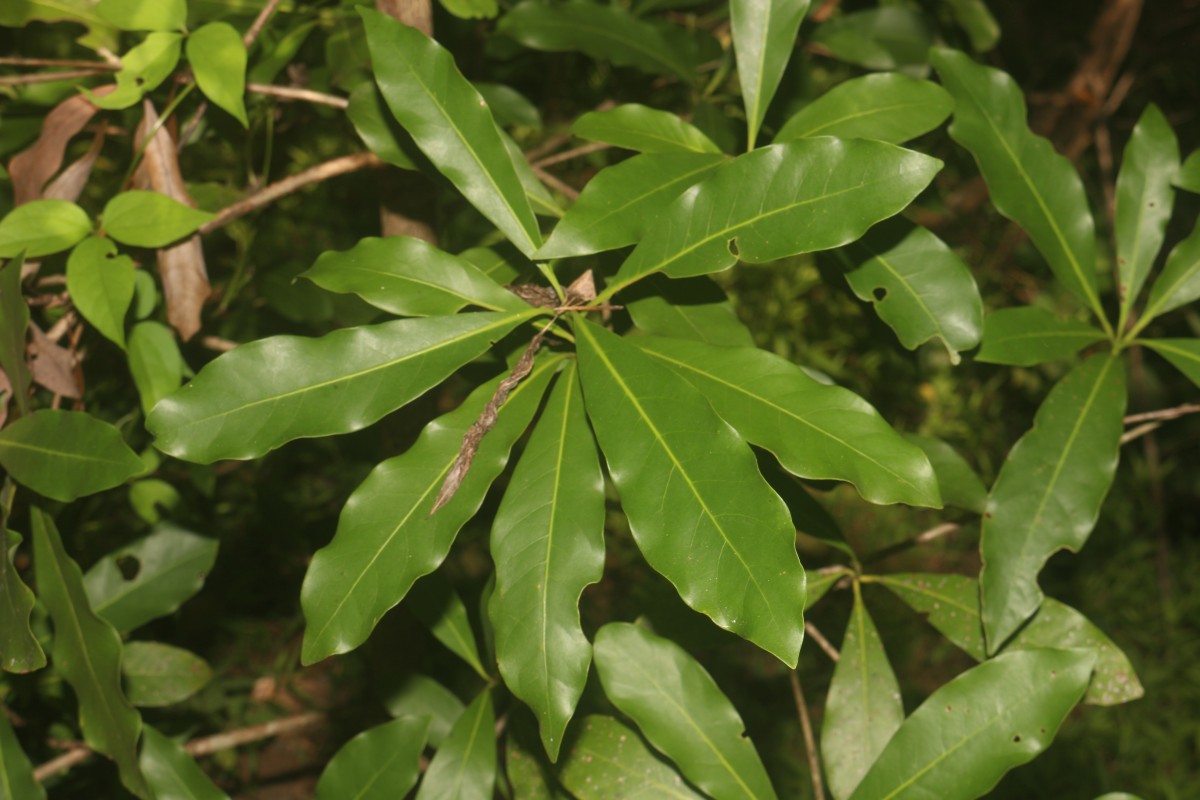 Alseodaphne semecarpifolia Nees