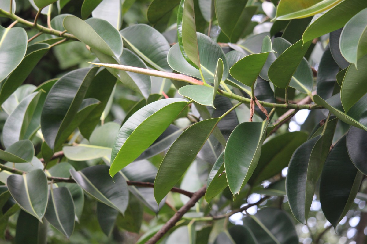 Ficus elastica Roxb. ex Hornem.