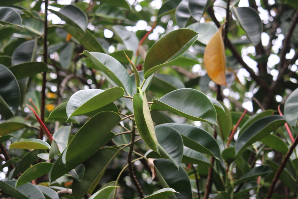 Ficus elastica Roxb. ex Hornem.