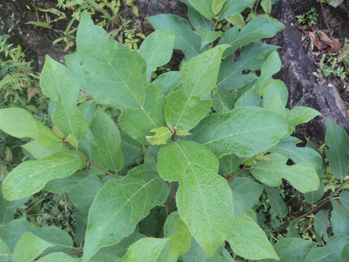 Ficus exasperata Vahl