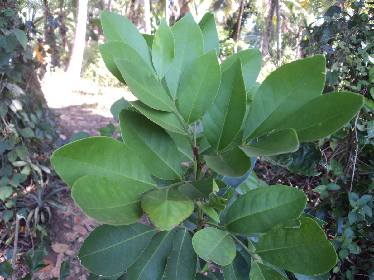 Glycosmis pentaphylla (Retz.) DC.