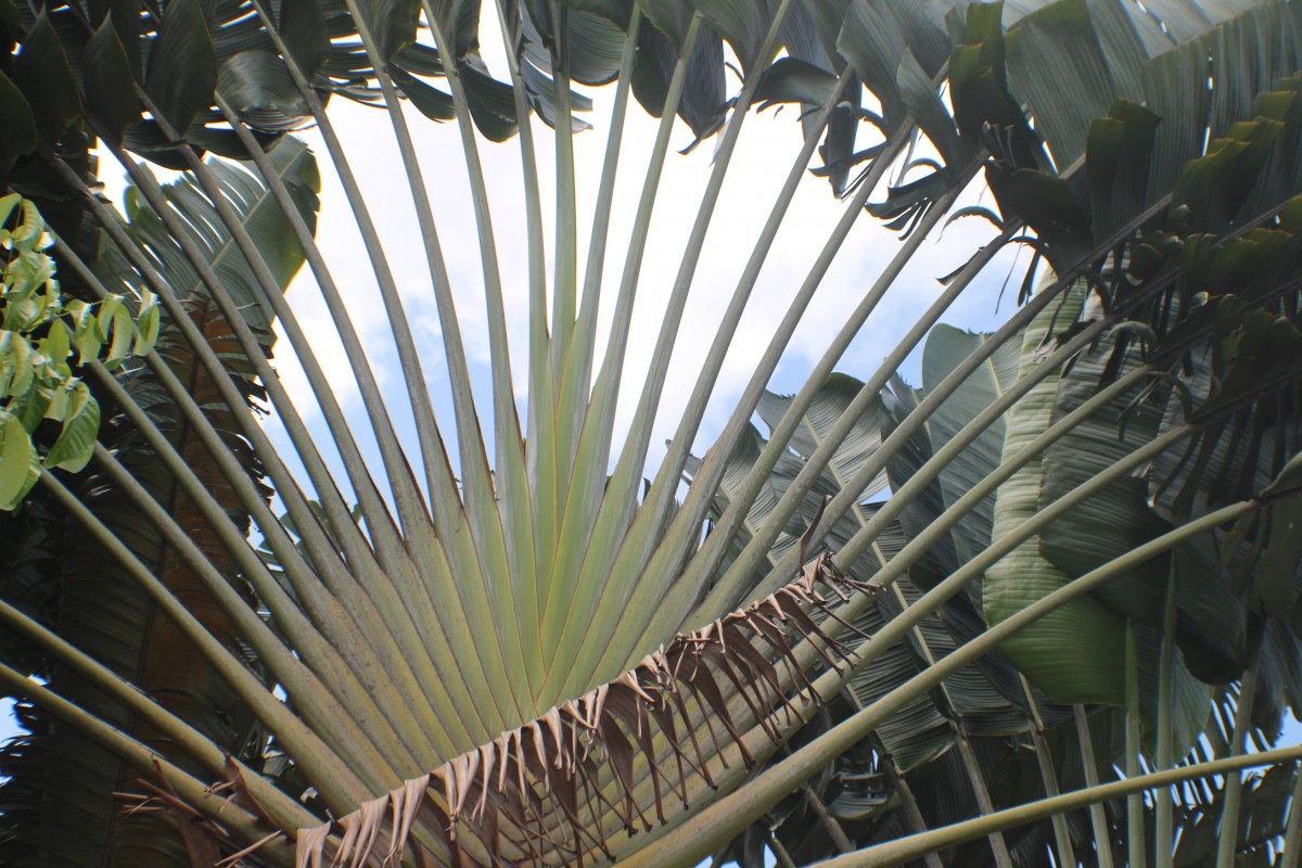 Ravenala madagascariensis Sonn.