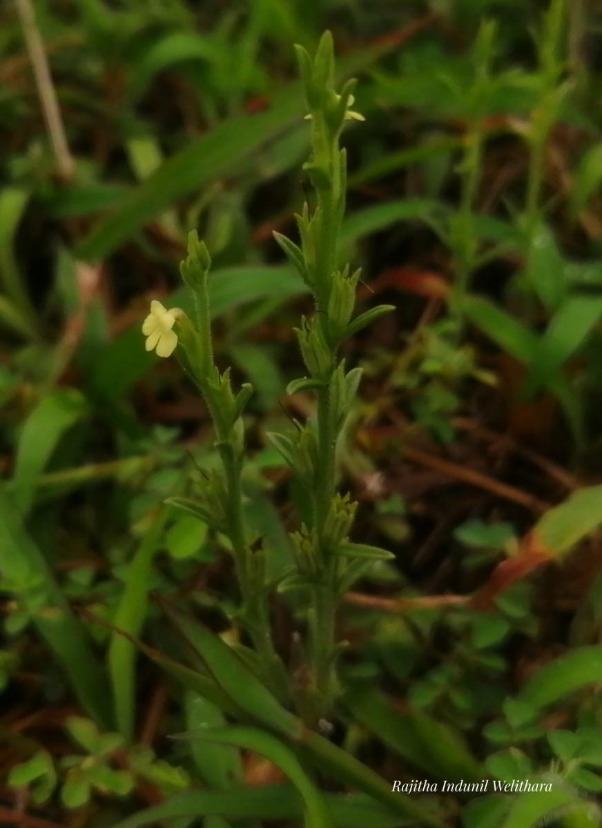 Striga asiatica (L.) Kuntze