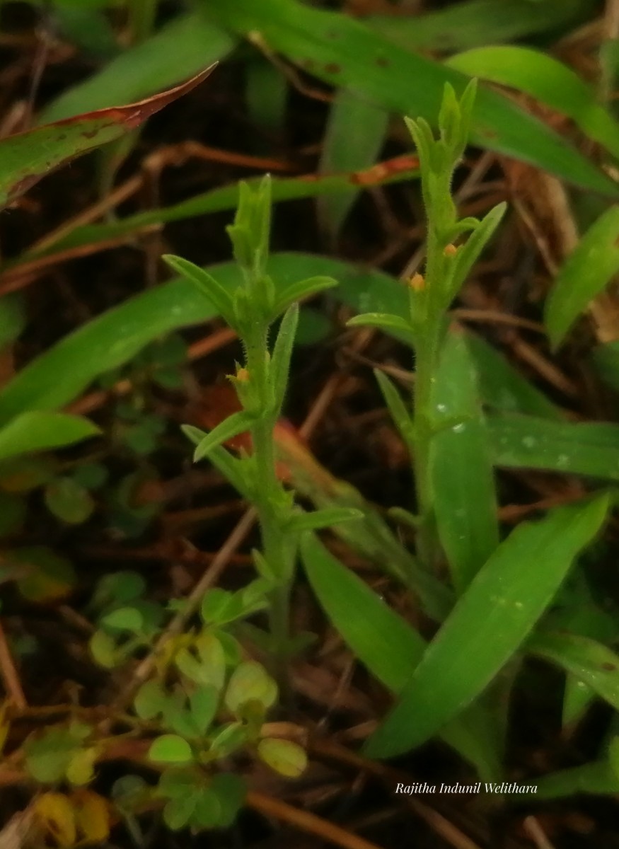 Striga asiatica (L.) Kuntze