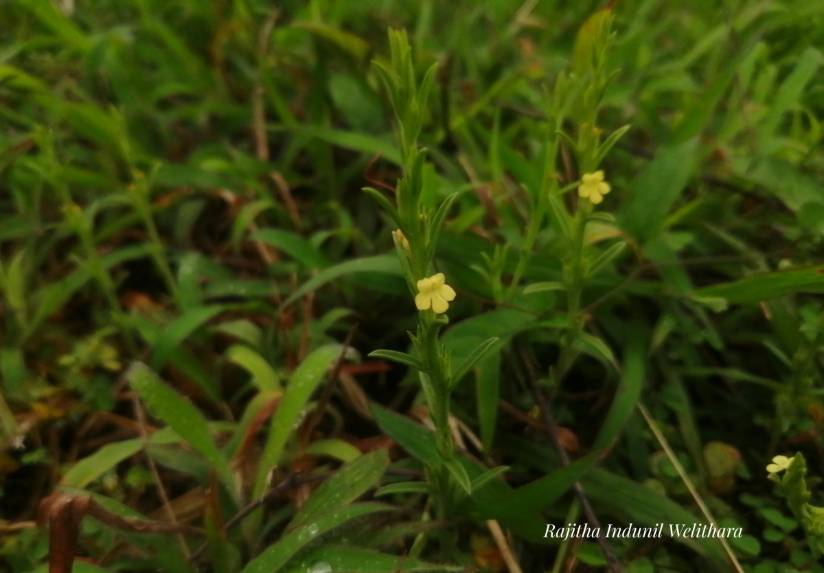 Striga asiatica (L.) Kuntze