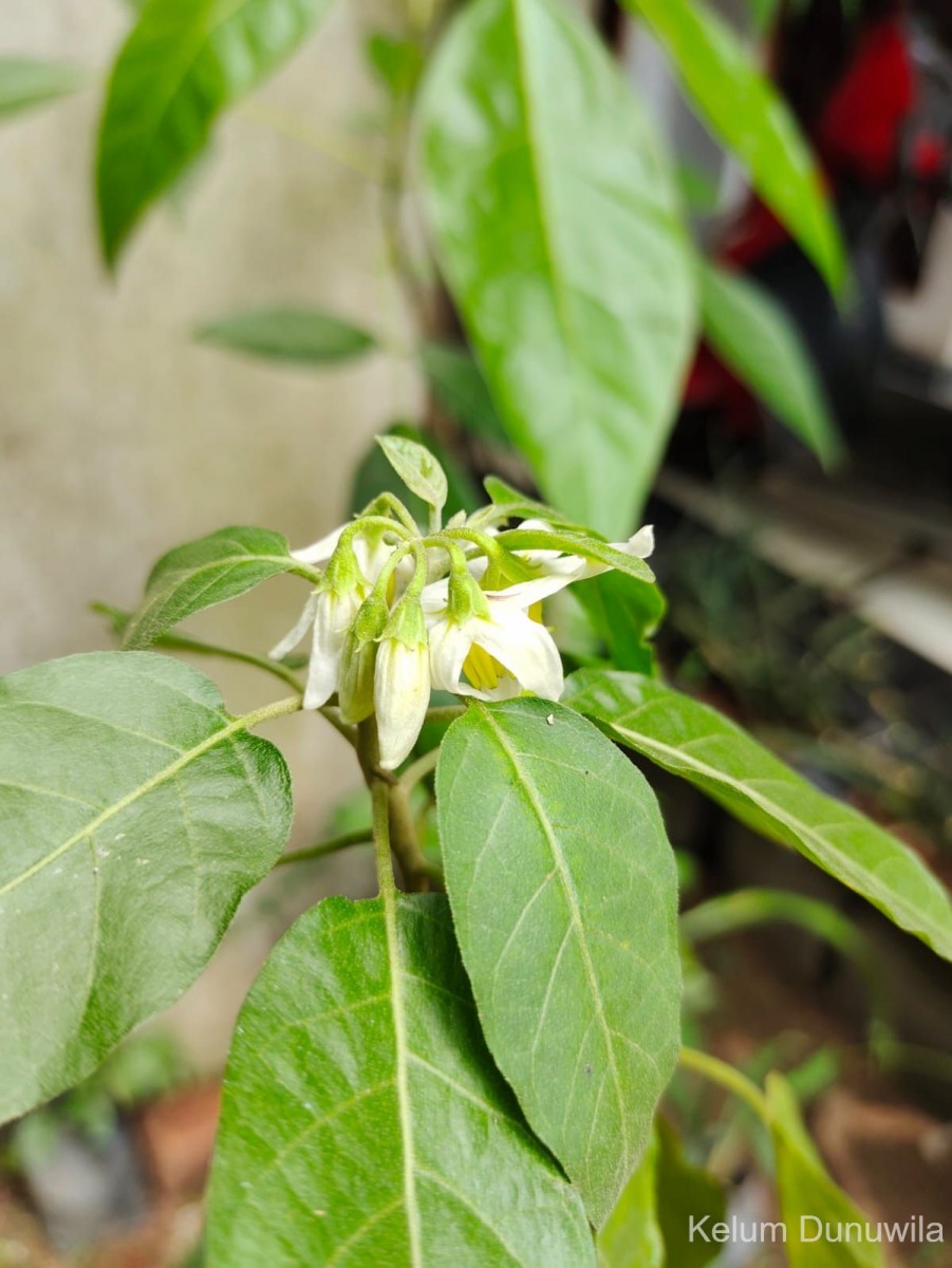 Solanum pubescens Willd.