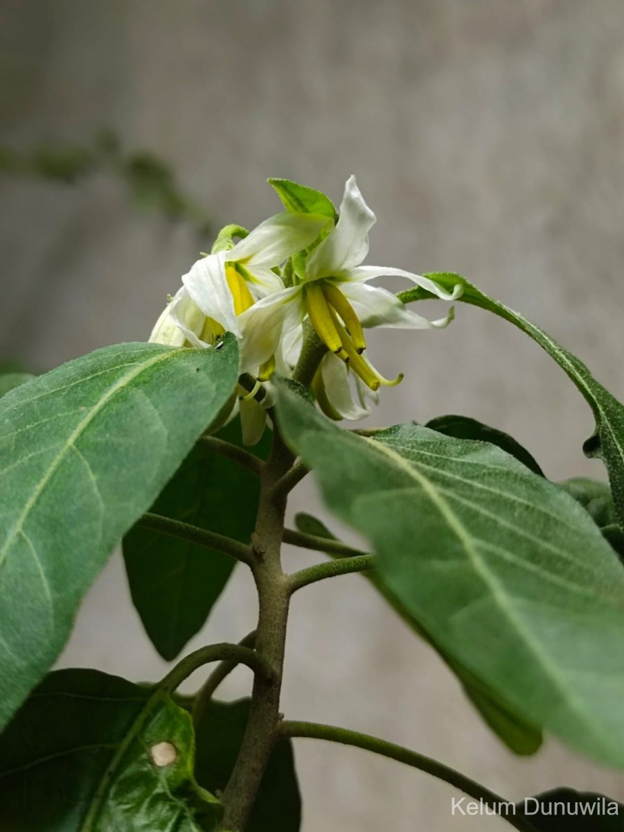 Solanum pubescens Willd.