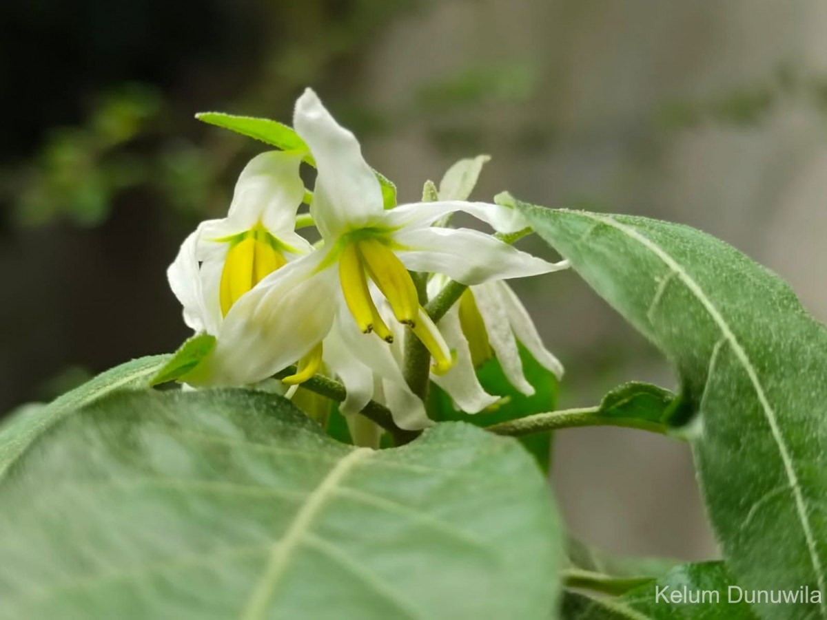 Solanum pubescens Willd.