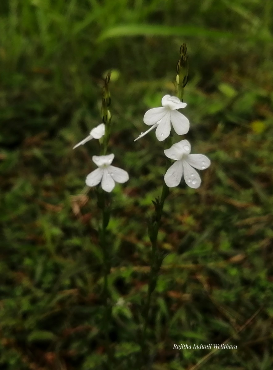 Striga angustifolia (D.Don) C.J.Saldanha