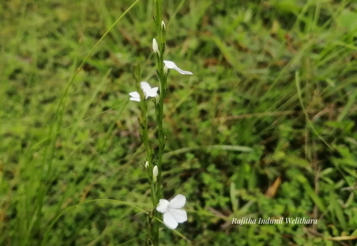 Striga angustifolia (D.Don) C.J.Saldanha