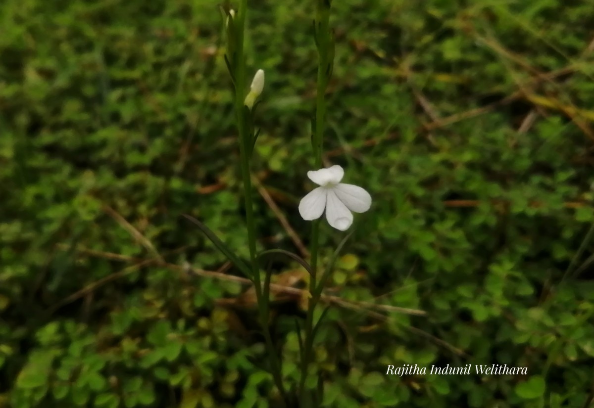 Striga angustifolia (D.Don) C.J.Saldanha