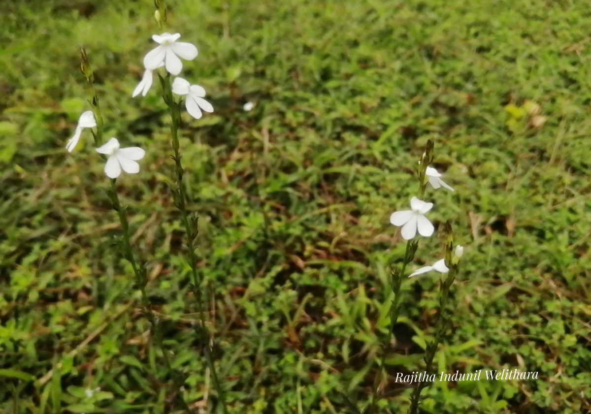 Striga angustifolia (D.Don) C.J.Saldanha