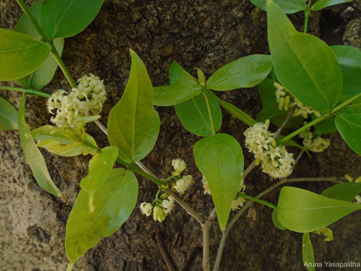Strychnos potatorum L.f.