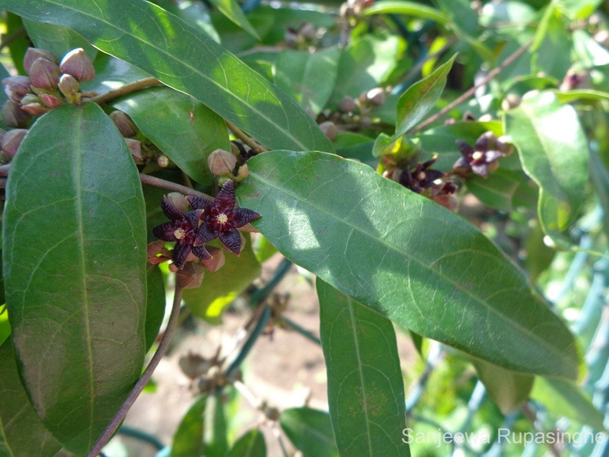 Hemidesmus indicus (L.) R.Br.