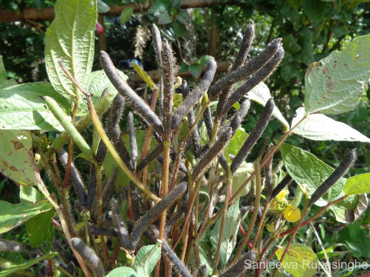 Vigna mungo (L.) Hepper