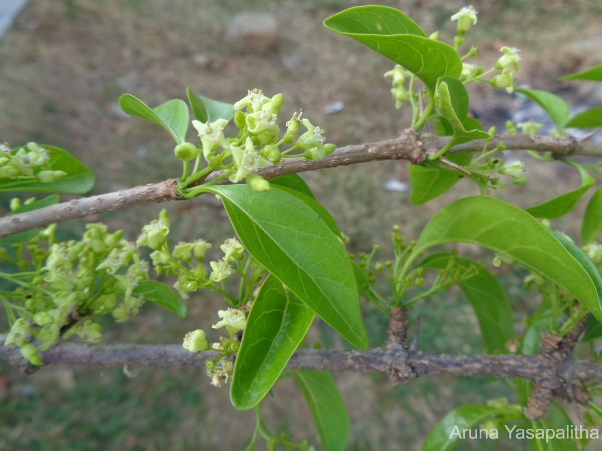 Canthium coromandelicum (Burm.f.) Alston