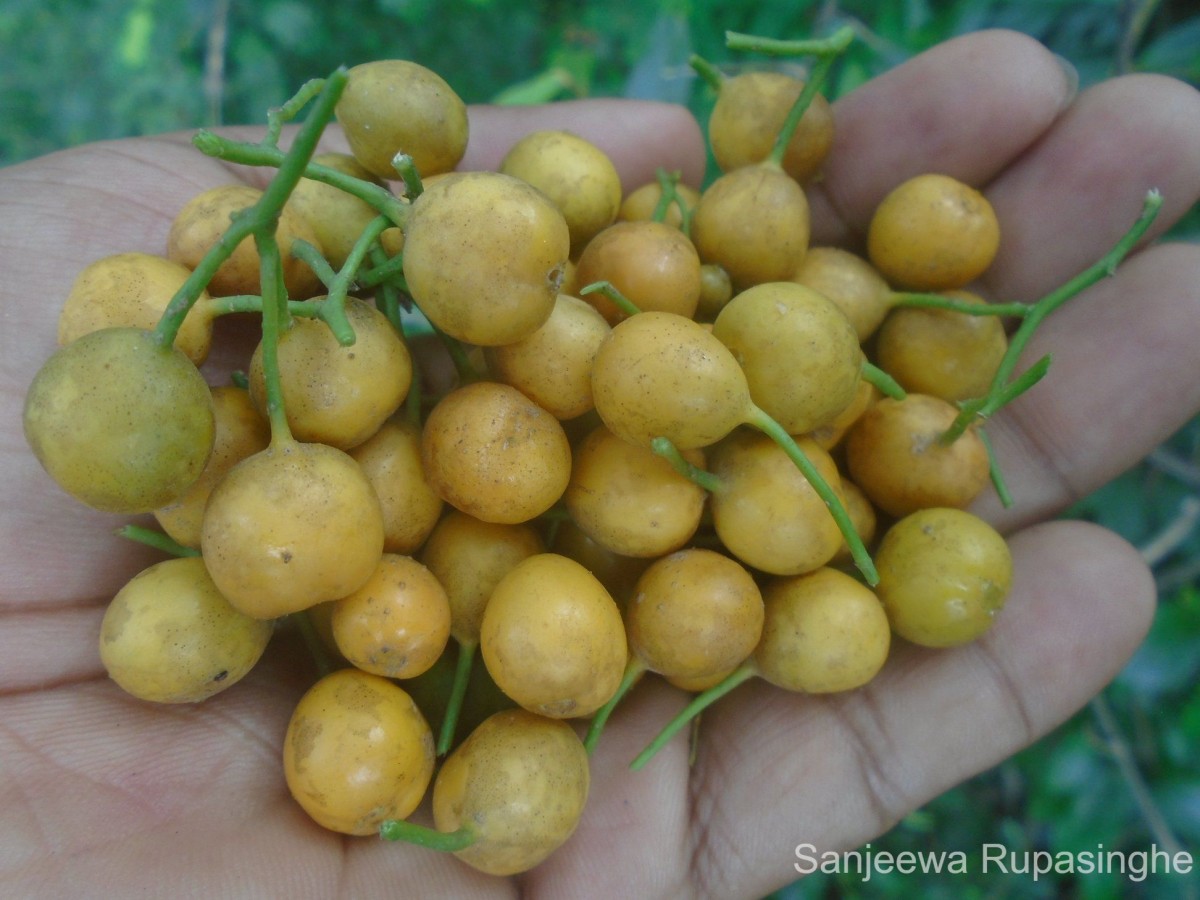 Canthium coromandelicum (Burm.f.) Alston