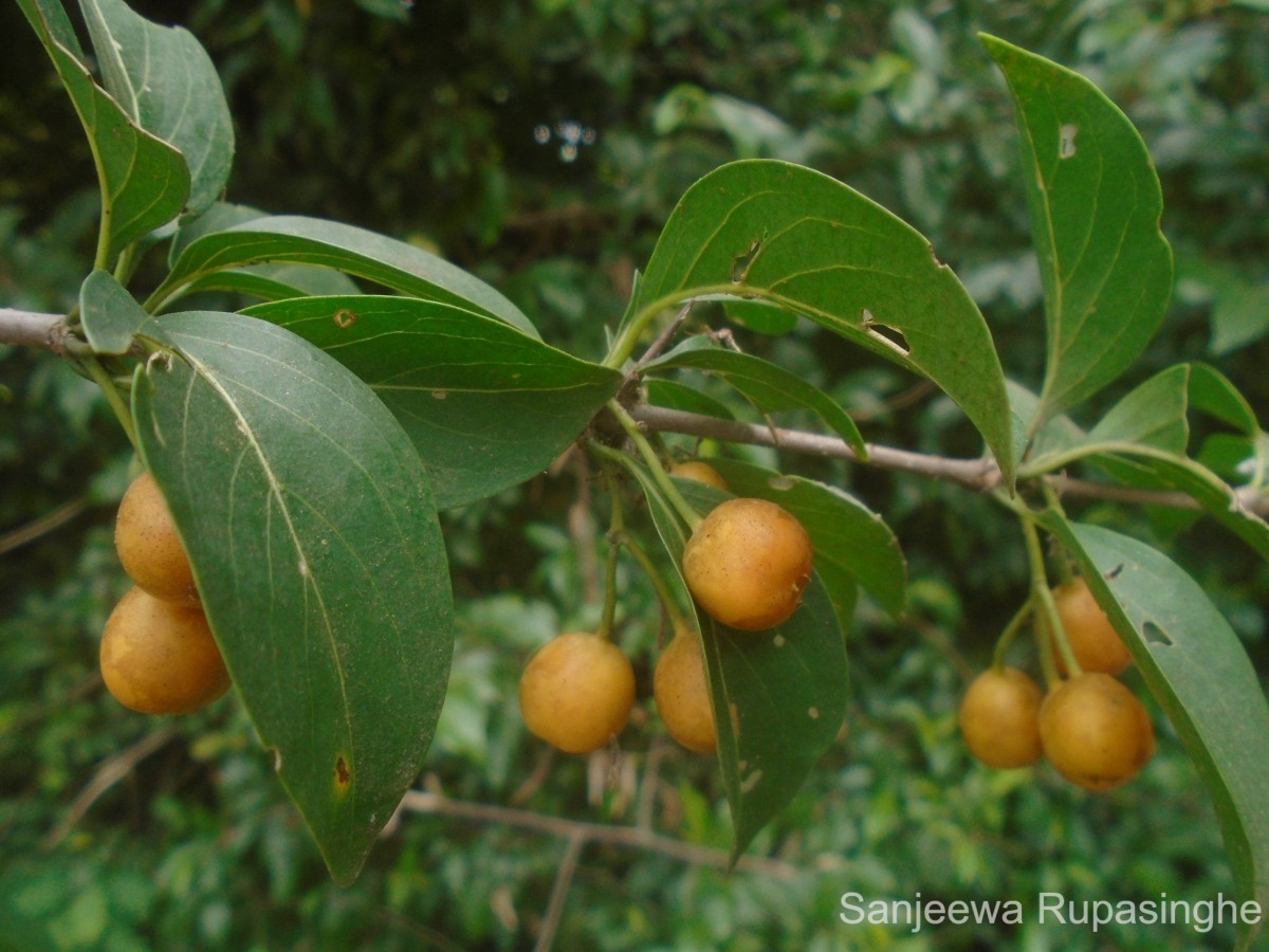 Canthium coromandelicum (Burm.f.) Alston