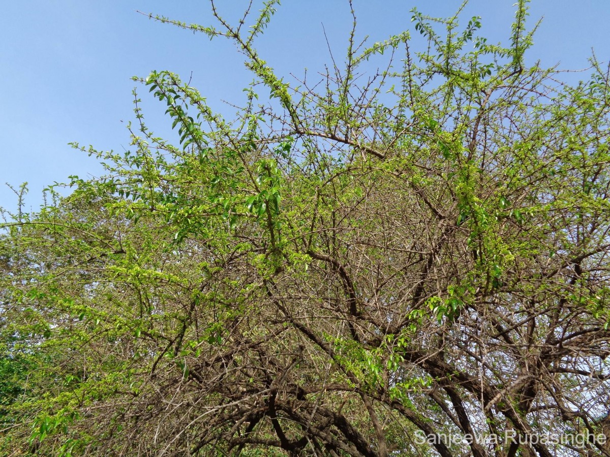 Canthium coromandelicum (Burm.f.) Alston