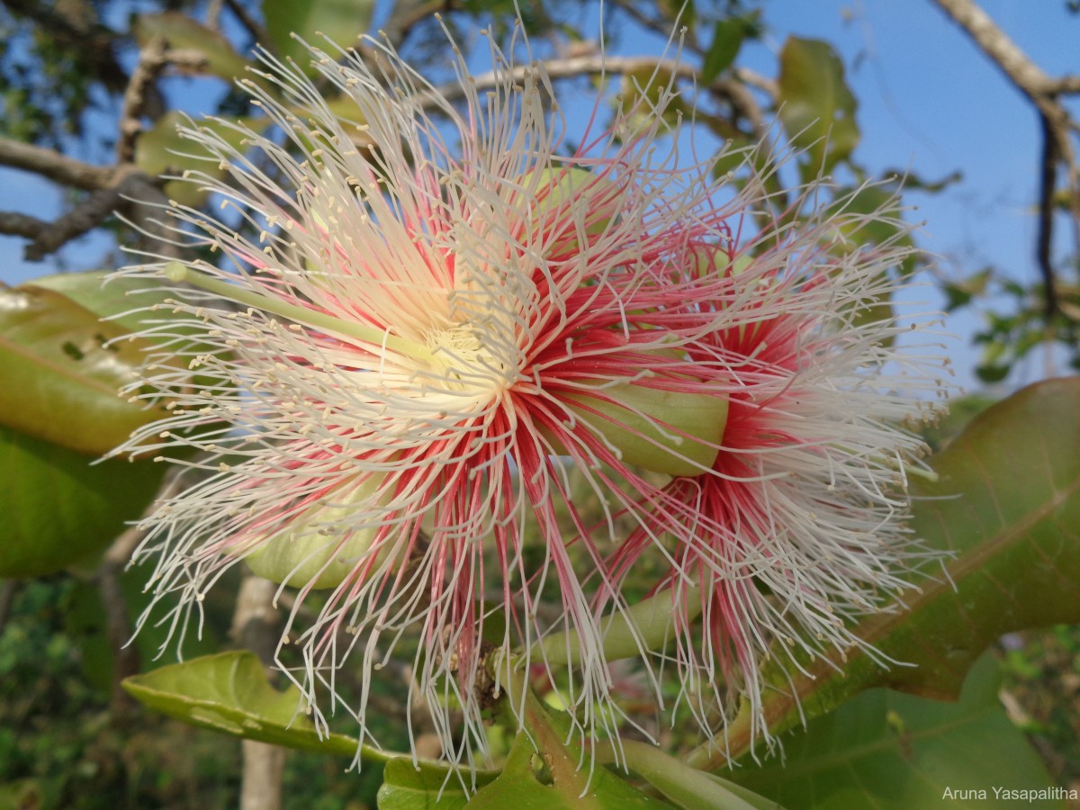 Careya arborea Roxb.