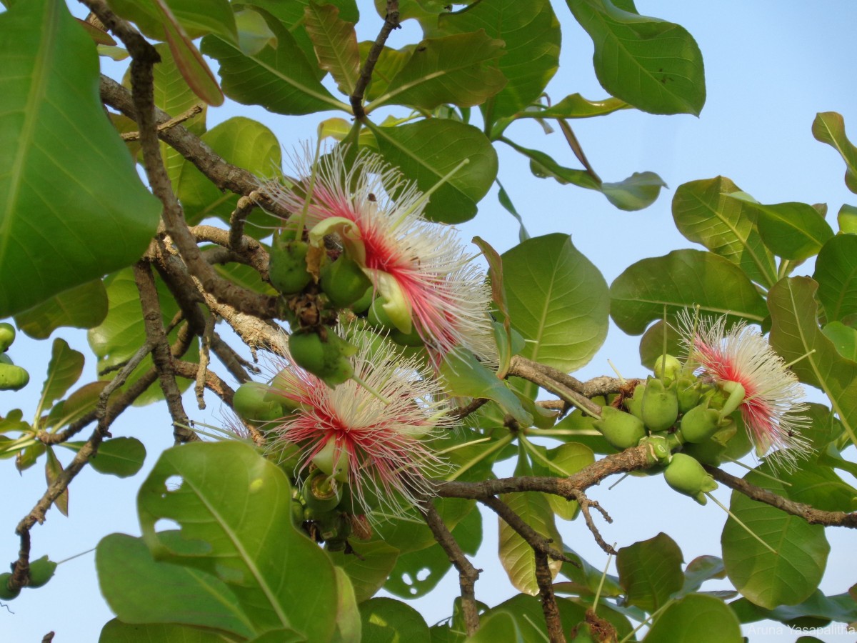 Careya arborea Roxb.