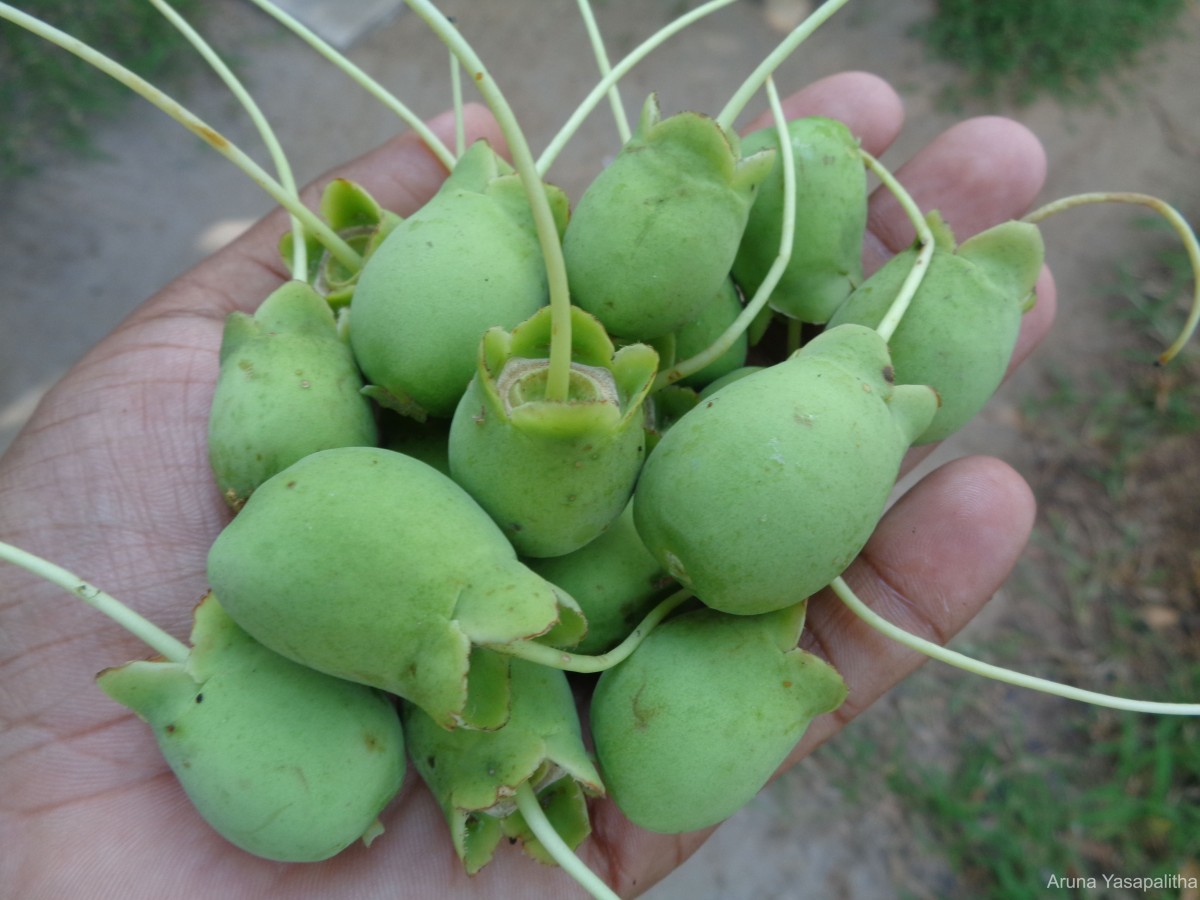 Careya arborea Roxb.