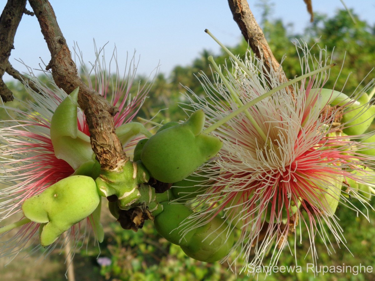 Careya arborea Roxb.