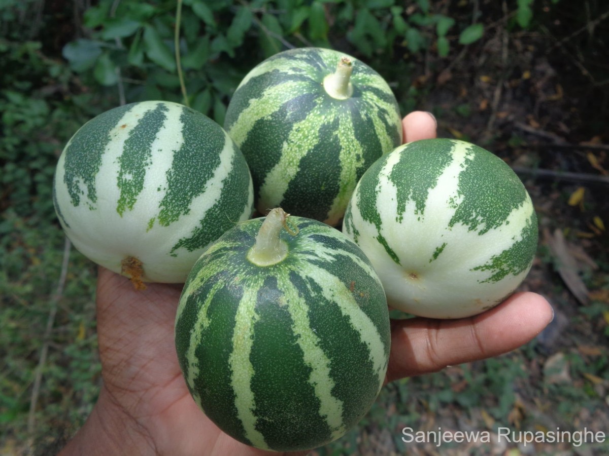 Cucumis melo L.