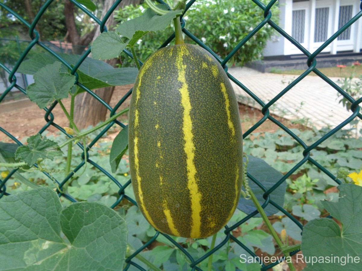 Cucumis melo L.