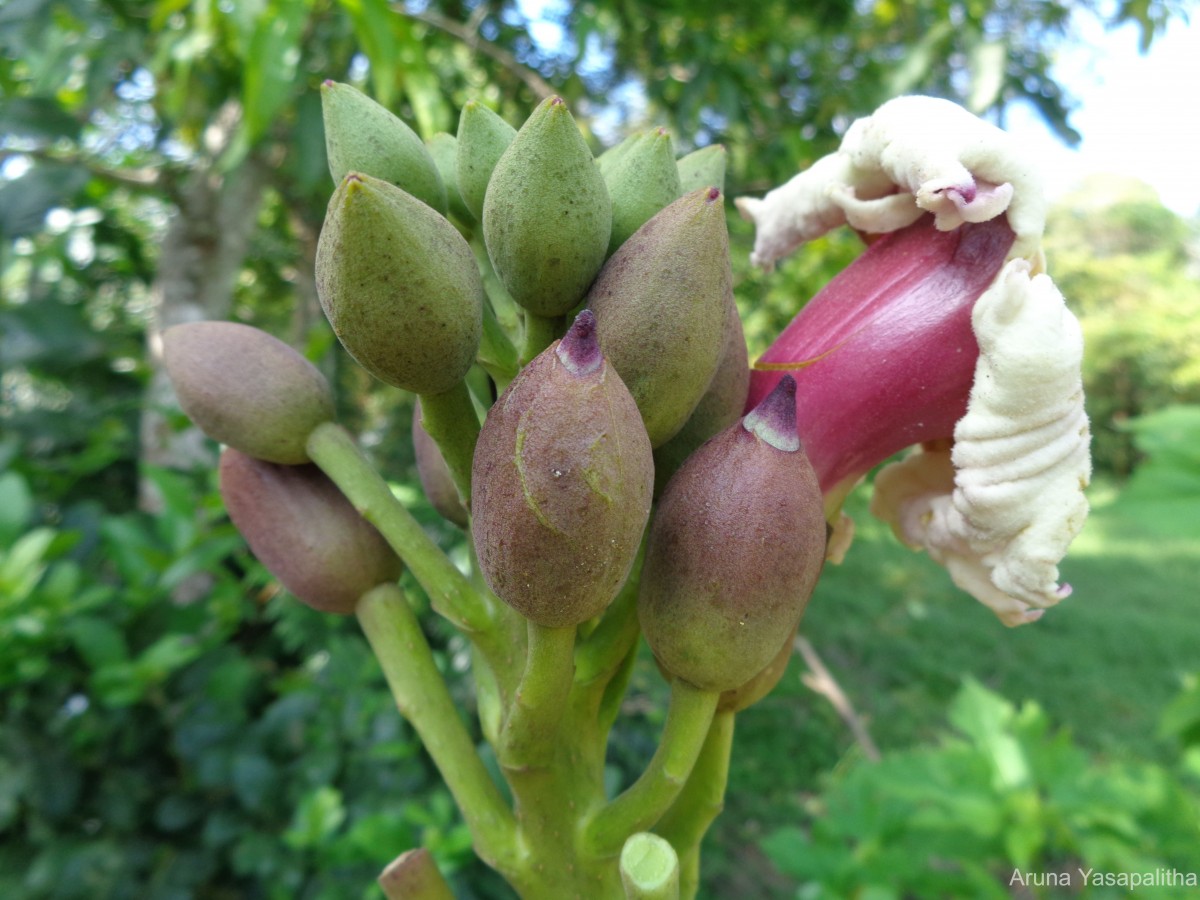 Oroxylum indicum (L.) Kurz