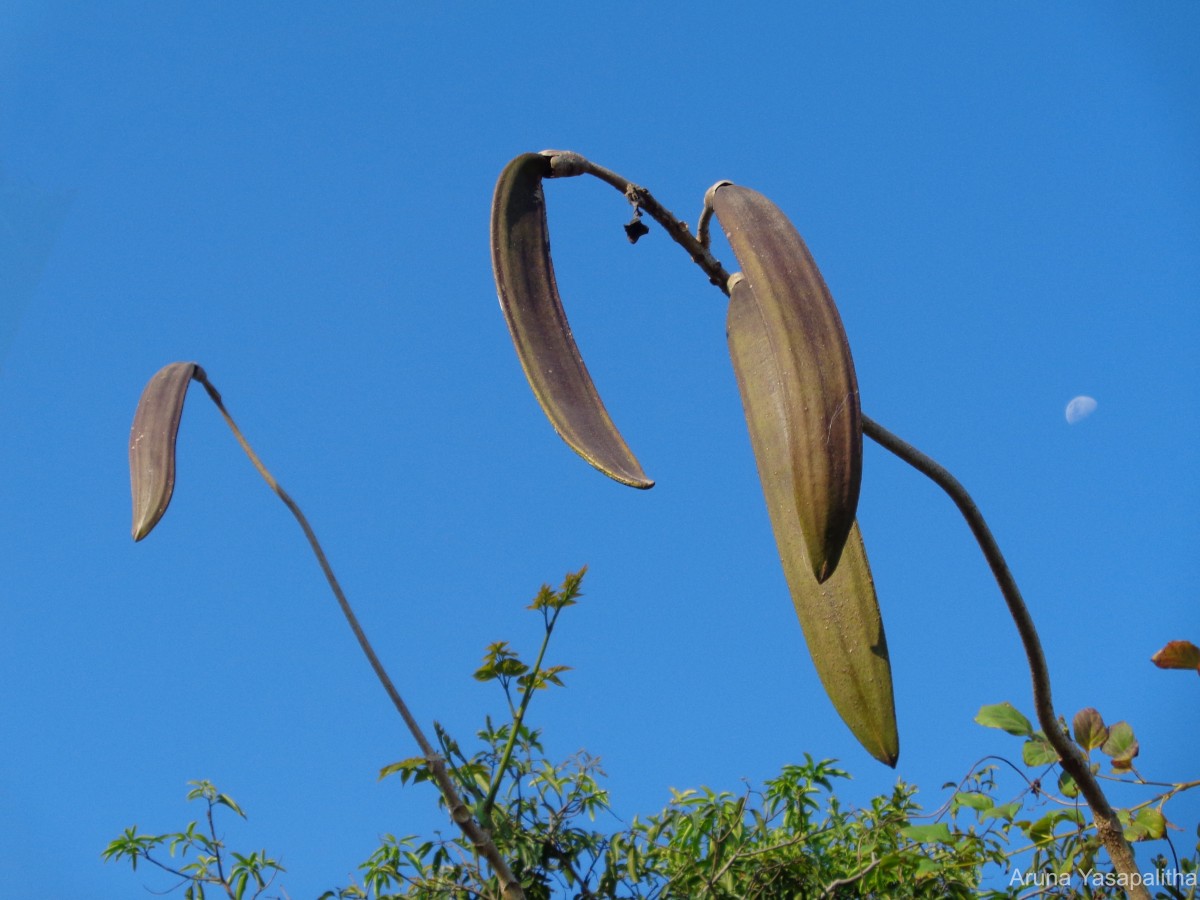 Oroxylum indicum (L.) Kurz