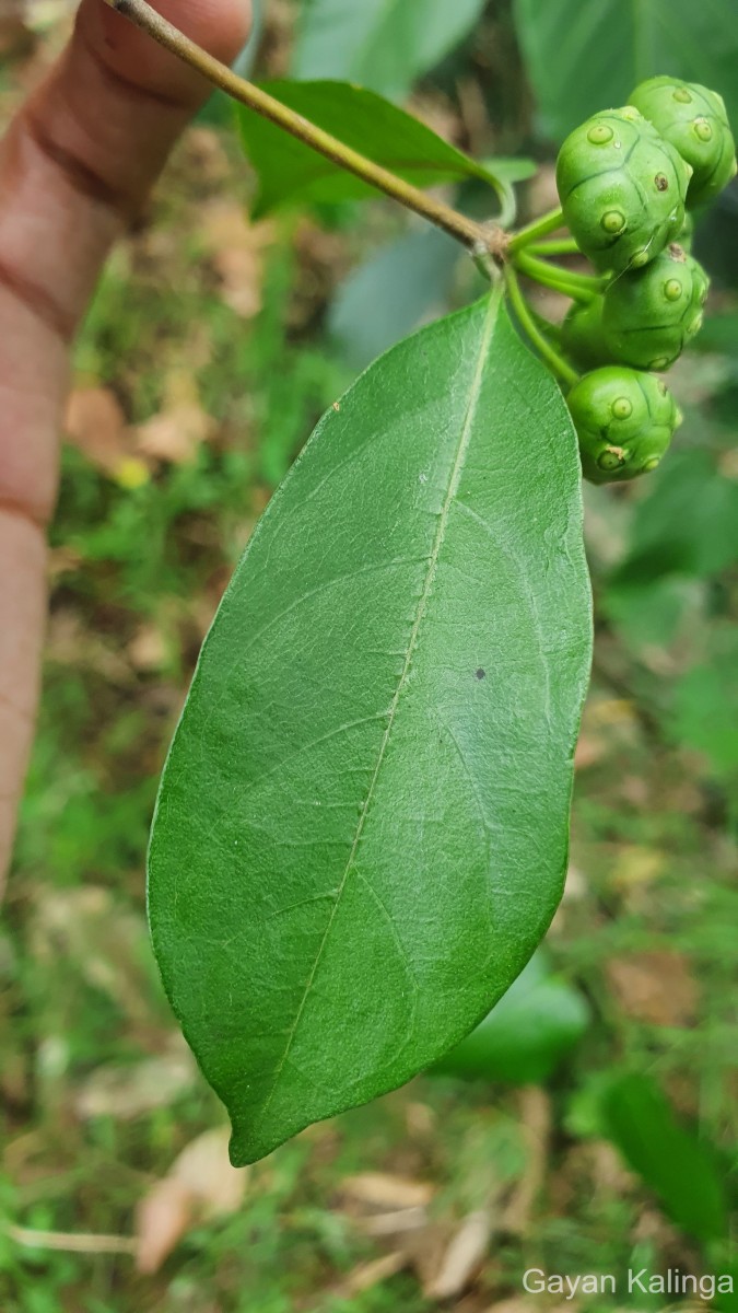 Gynochthodes umbellata (L.) Razafim. & B.Bremer