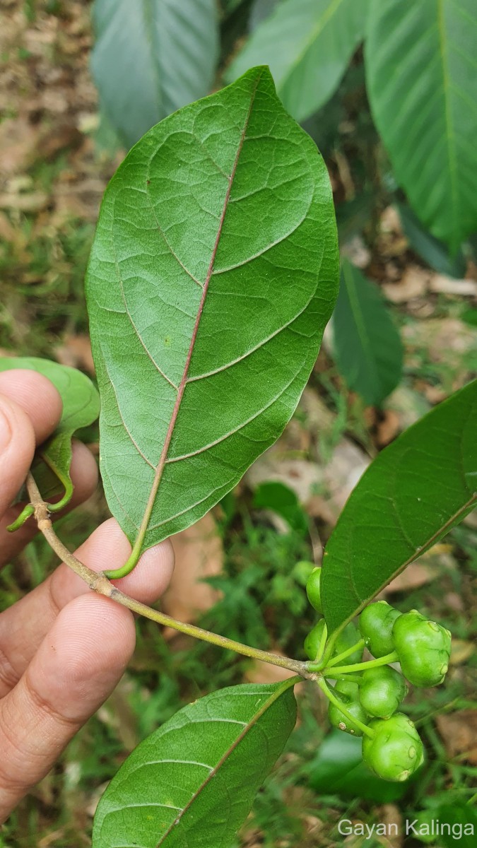 Gynochthodes umbellata (L.) Razafim. & B.Bremer