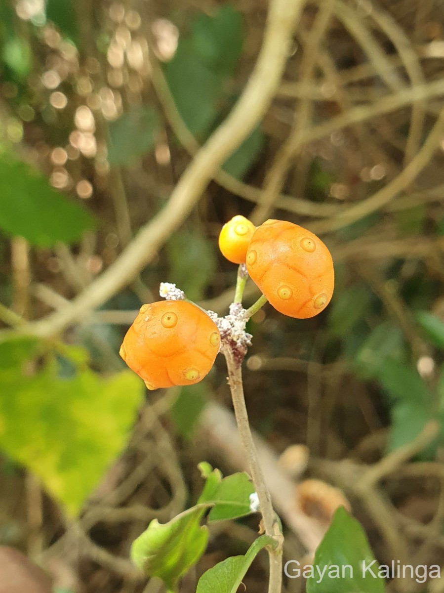 Gynochthodes umbellata (L.) Razafim. & B.Bremer