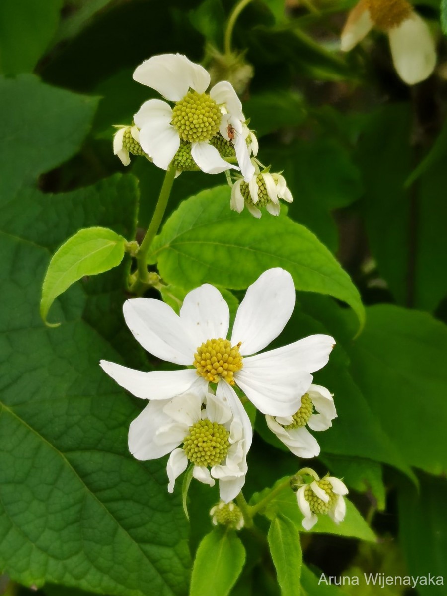 Montanoa hibiscifolia Benth.