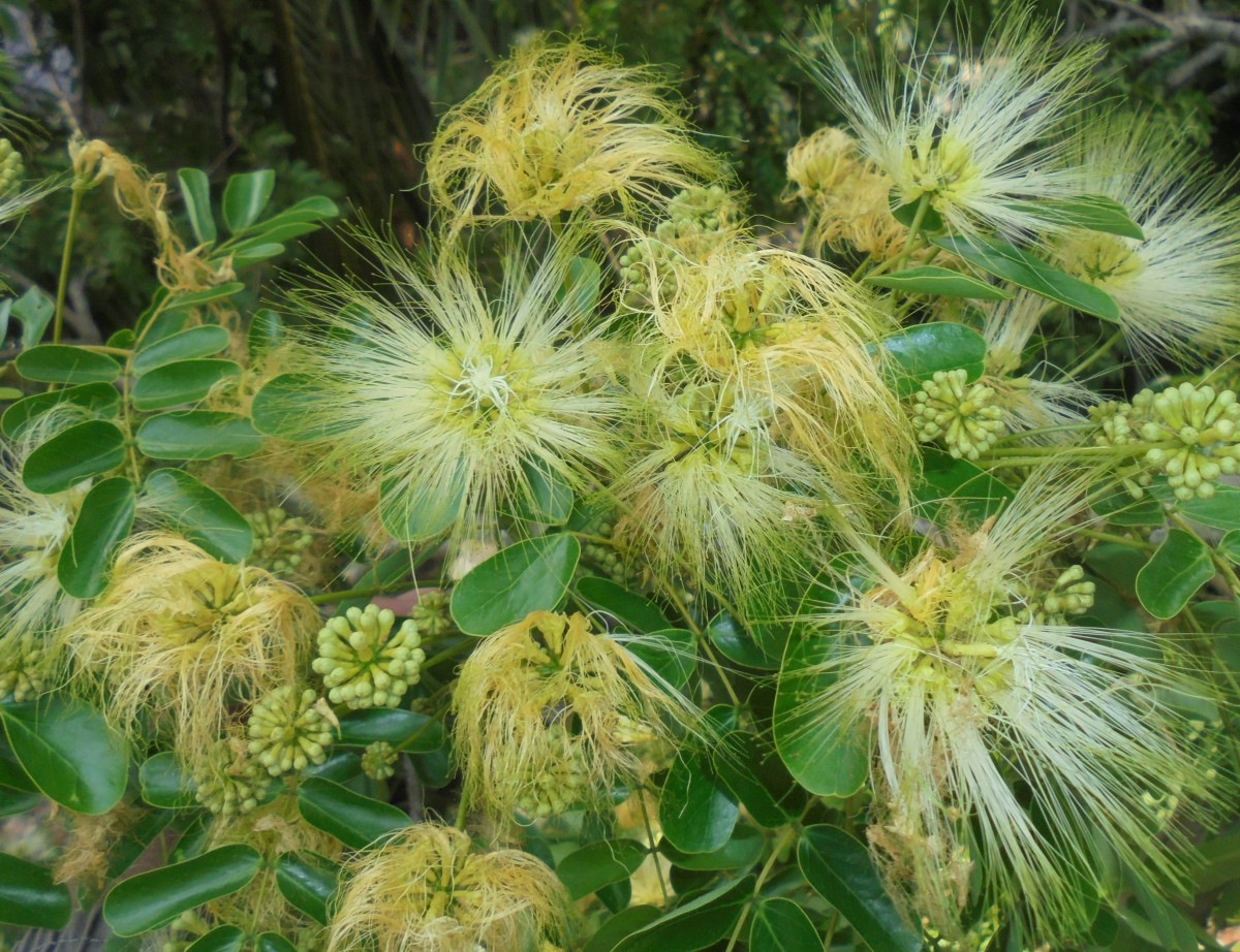 Albizia lebbeck (L.) Benth.