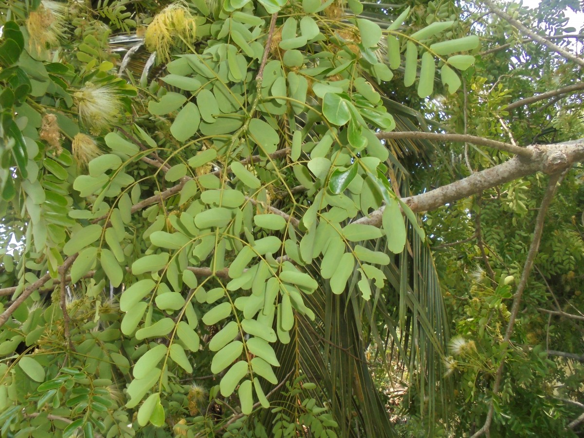 Albizia lebbeck (L.) Benth.