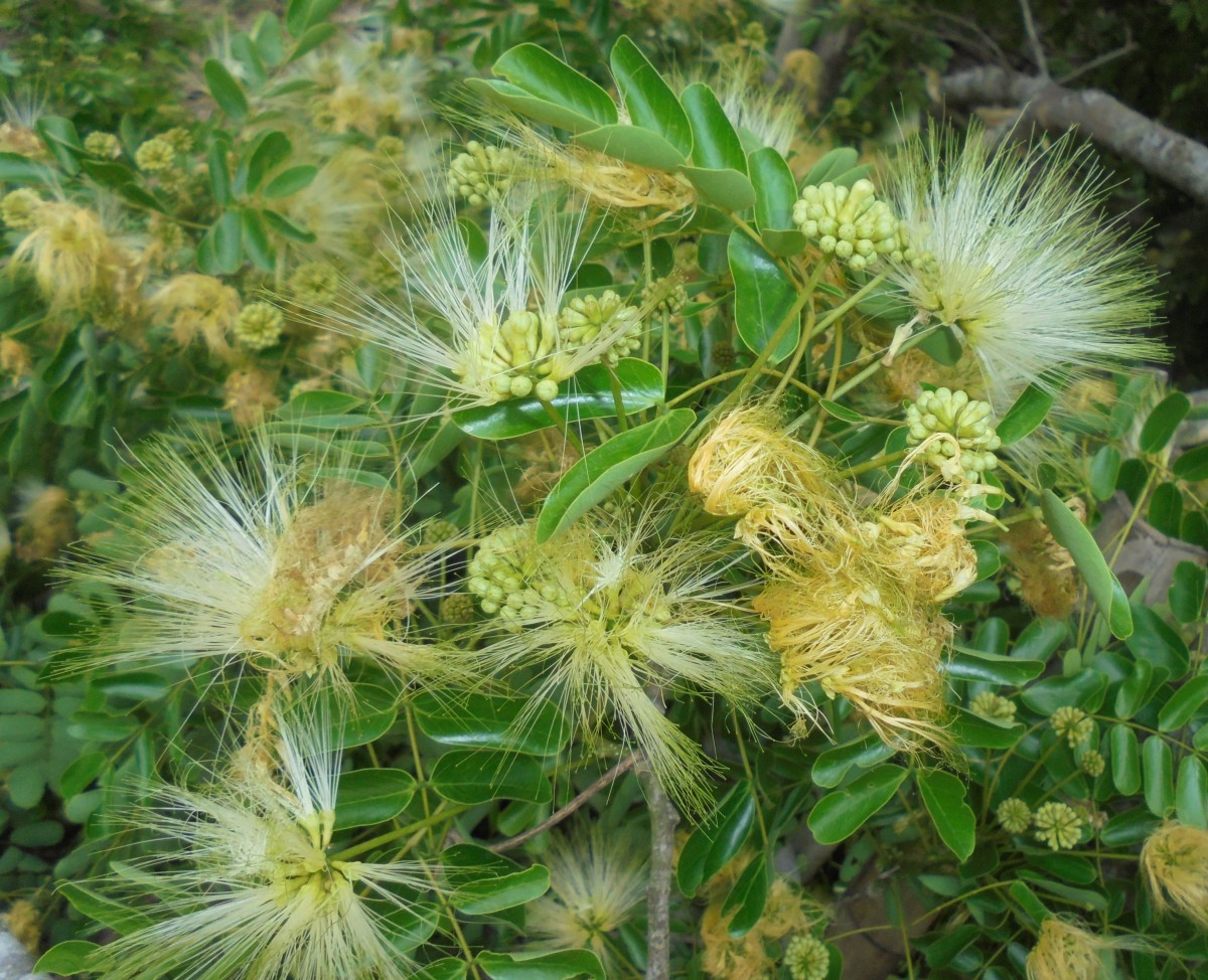 Albizia lebbeck (L.) Benth.