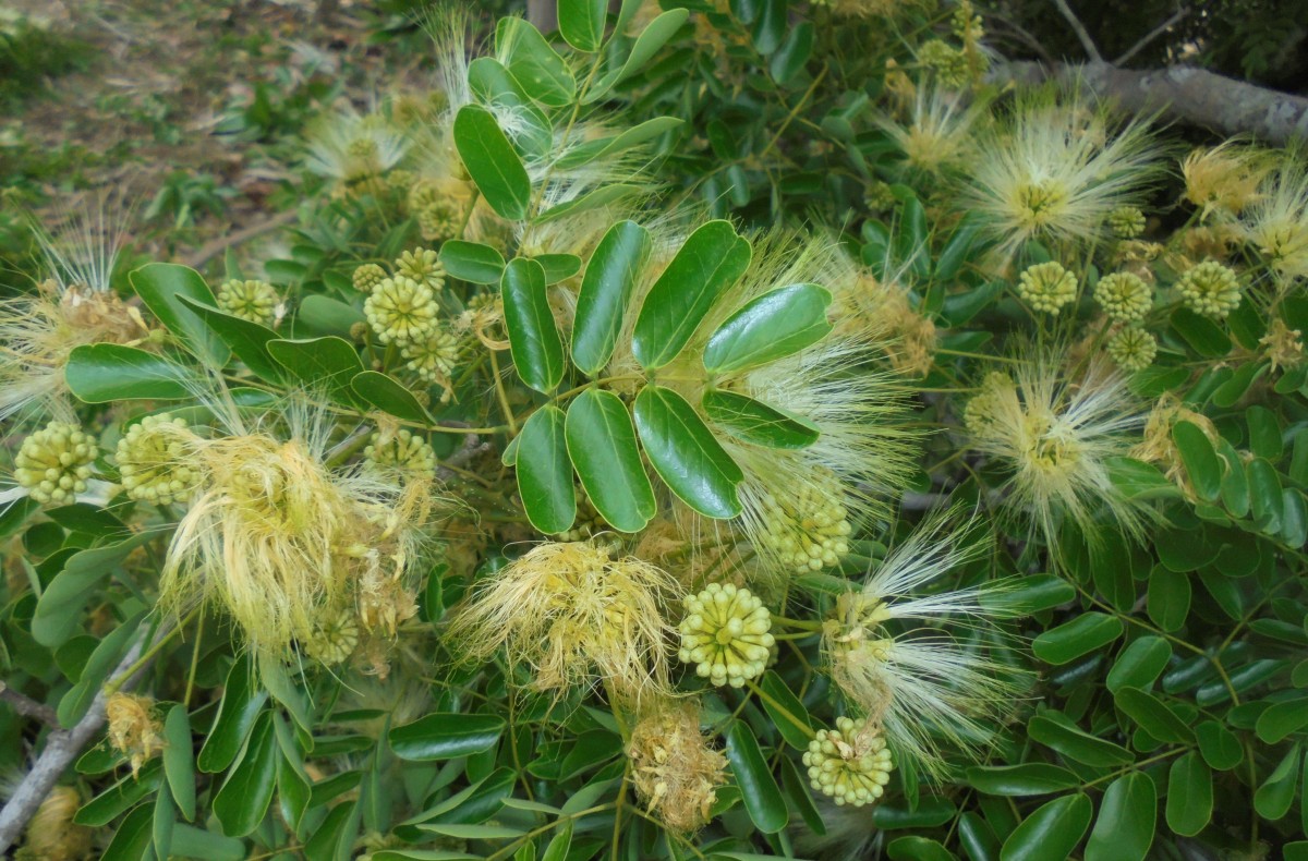 Albizia lebbeck (L.) Benth.