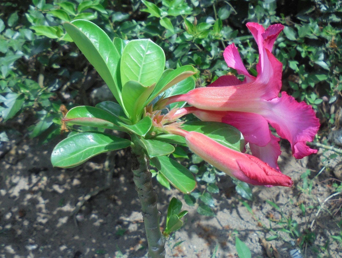 Adenium obesum (Forssk.) Roem. & Schult.