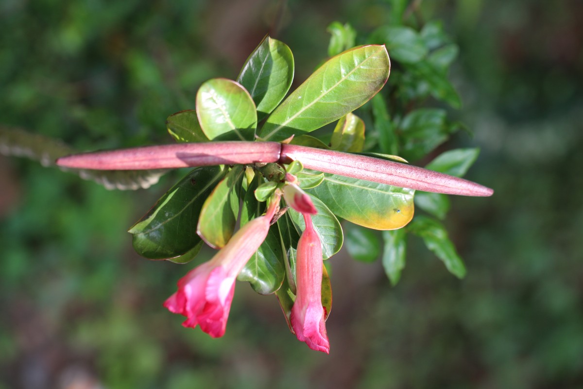 Adenium obesum (Forssk.) Roem. & Schult.