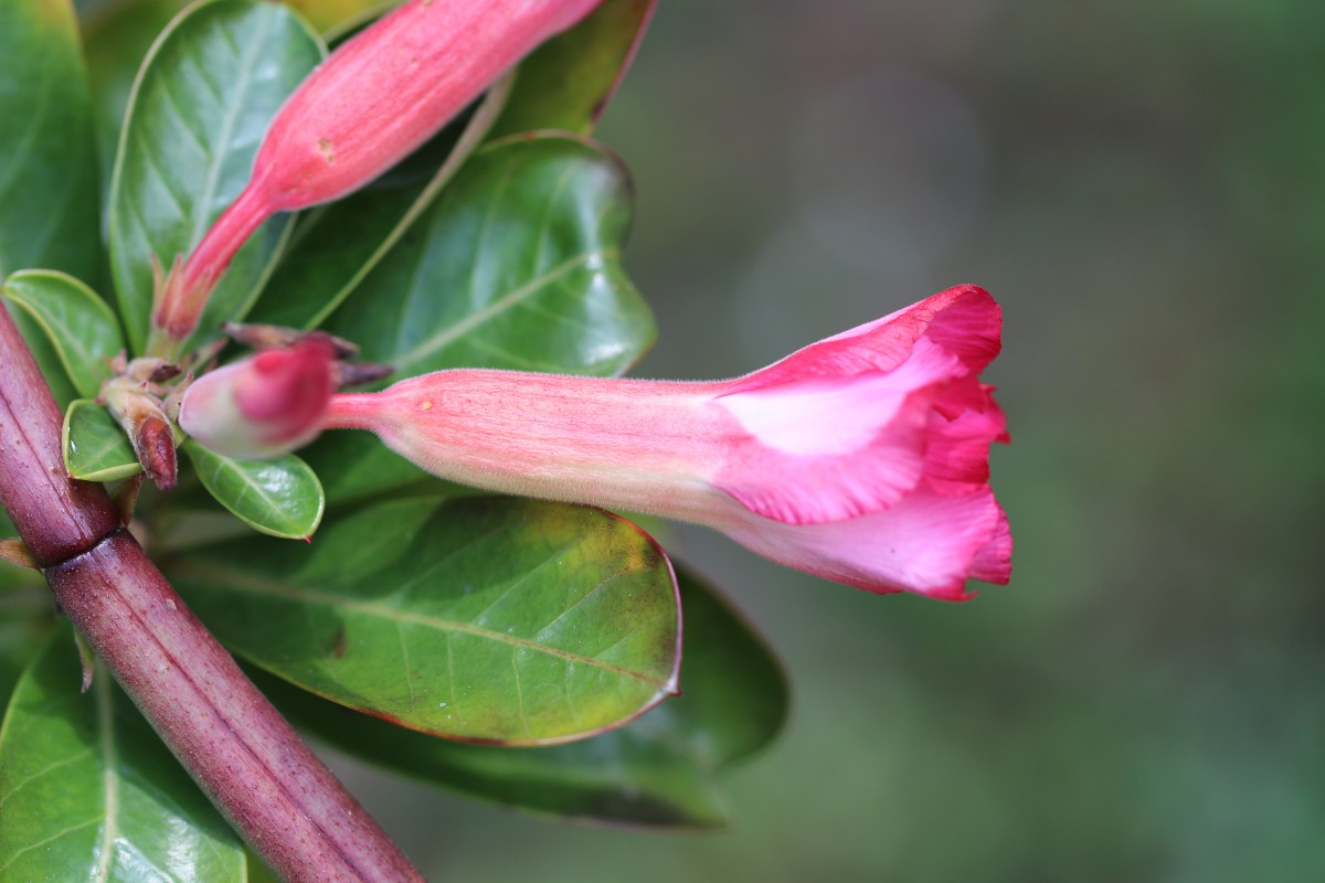 Adenium obesum (Forssk.) Roem. & Schult.