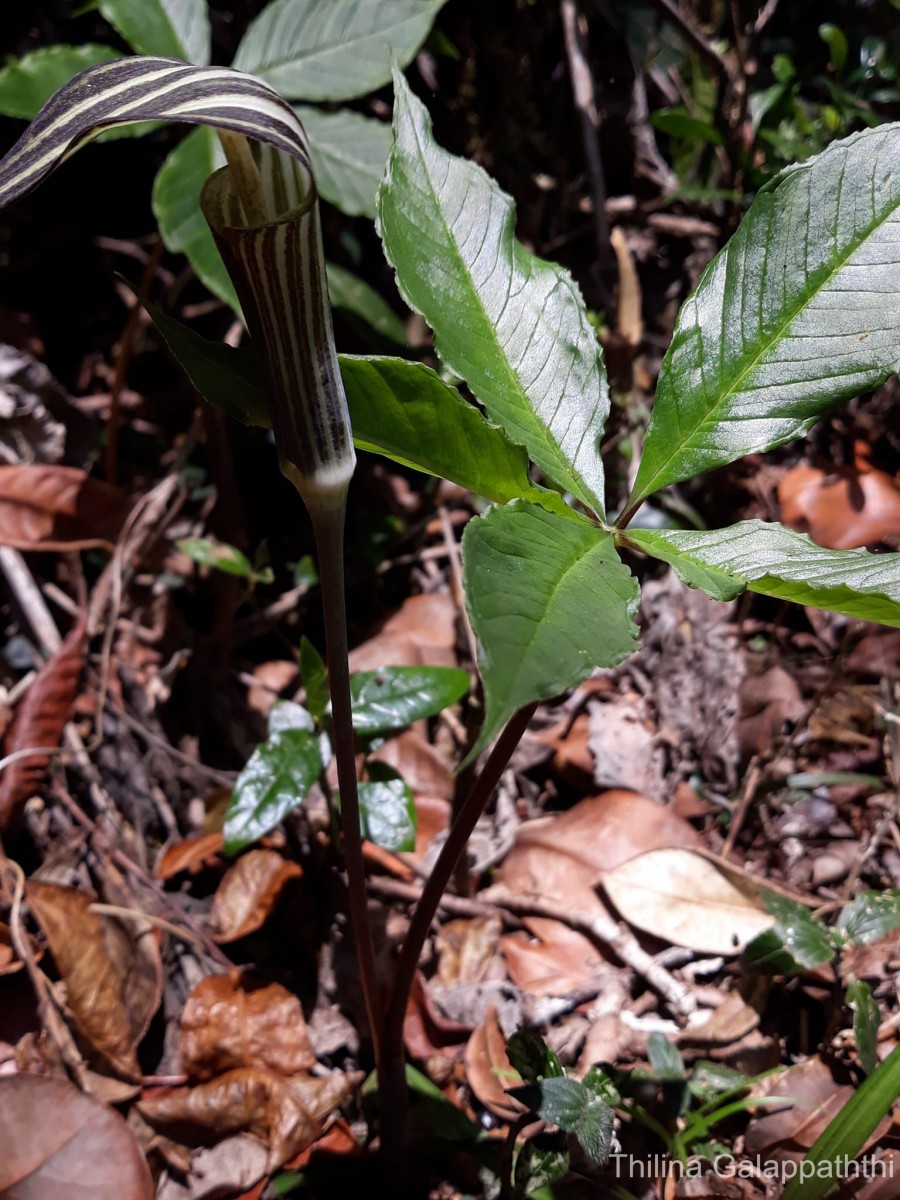 Arisaema leschenaultii Blume