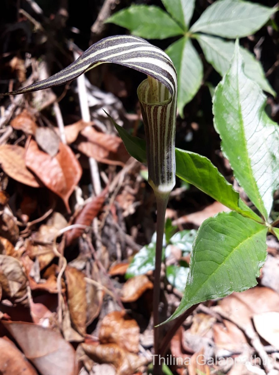 Arisaema leschenaultii Blume