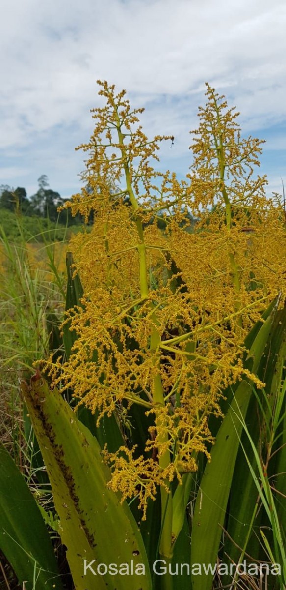 Hanguana anthelminthica (Blume ex Schult. & Schult.f.) Masam.