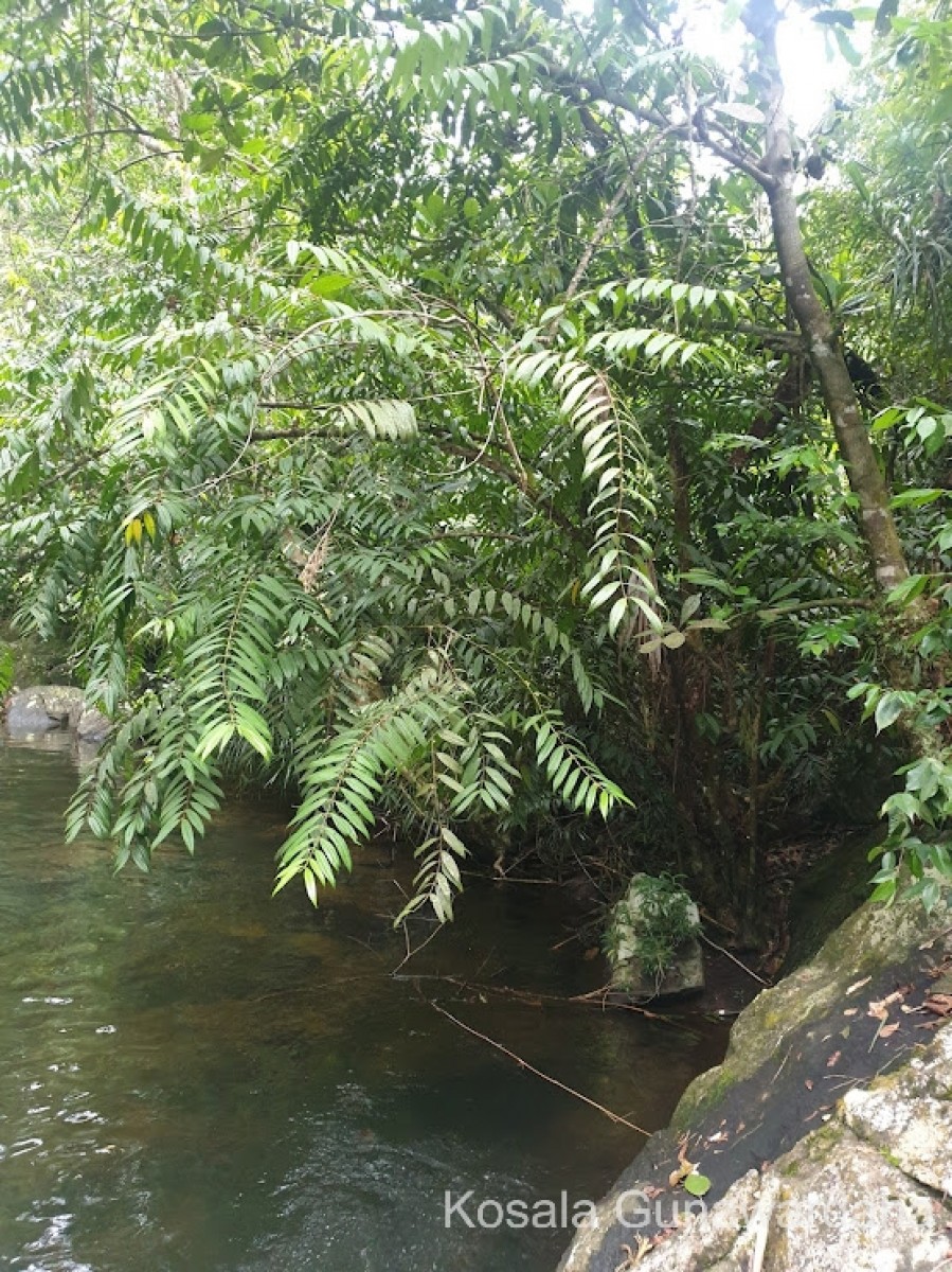 Hortonia angustifolia (Thwaites) Trimen