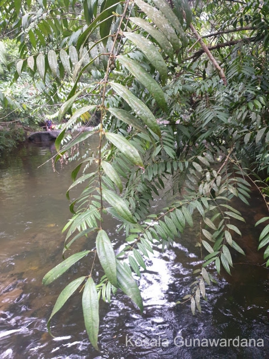 Hortonia angustifolia (Thwaites) Trimen